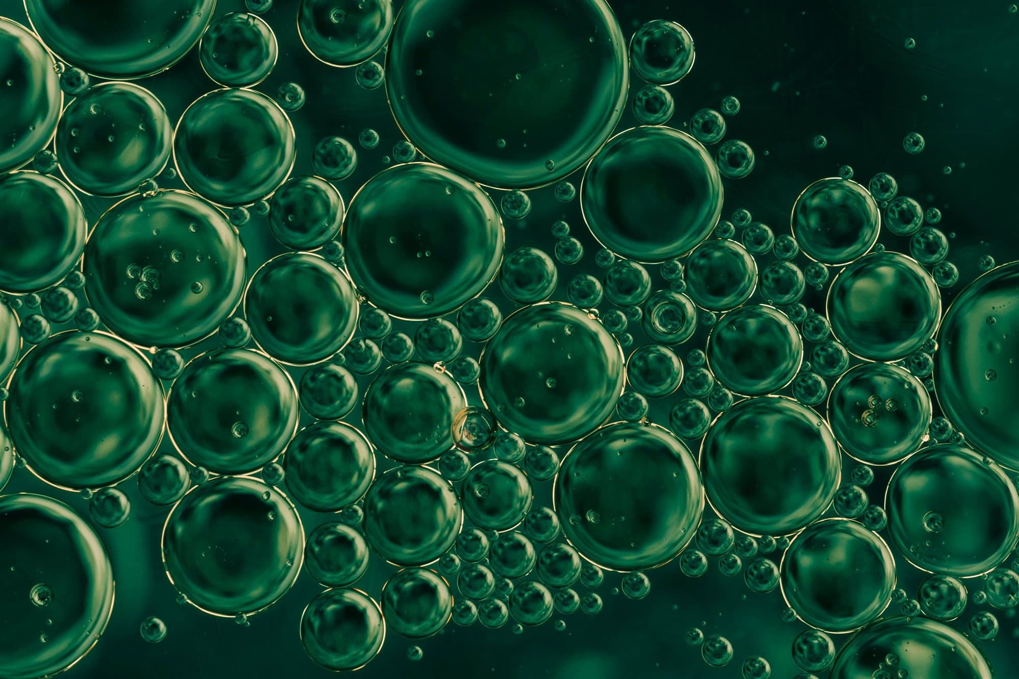 Micro-algues au microscope